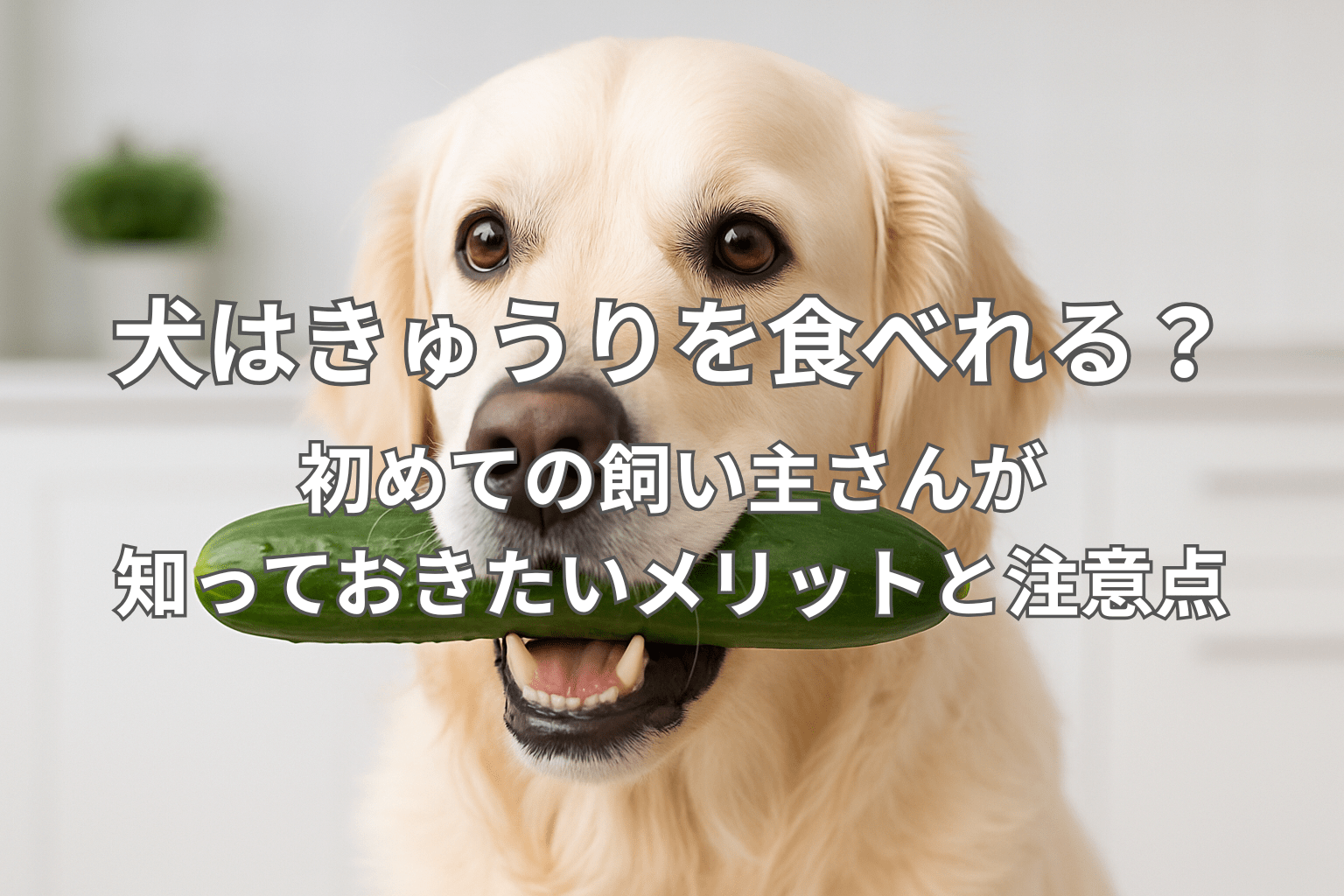 犬はきゅうりを食べれる？初めての飼い主さんが知っておきたいメリットと注意点