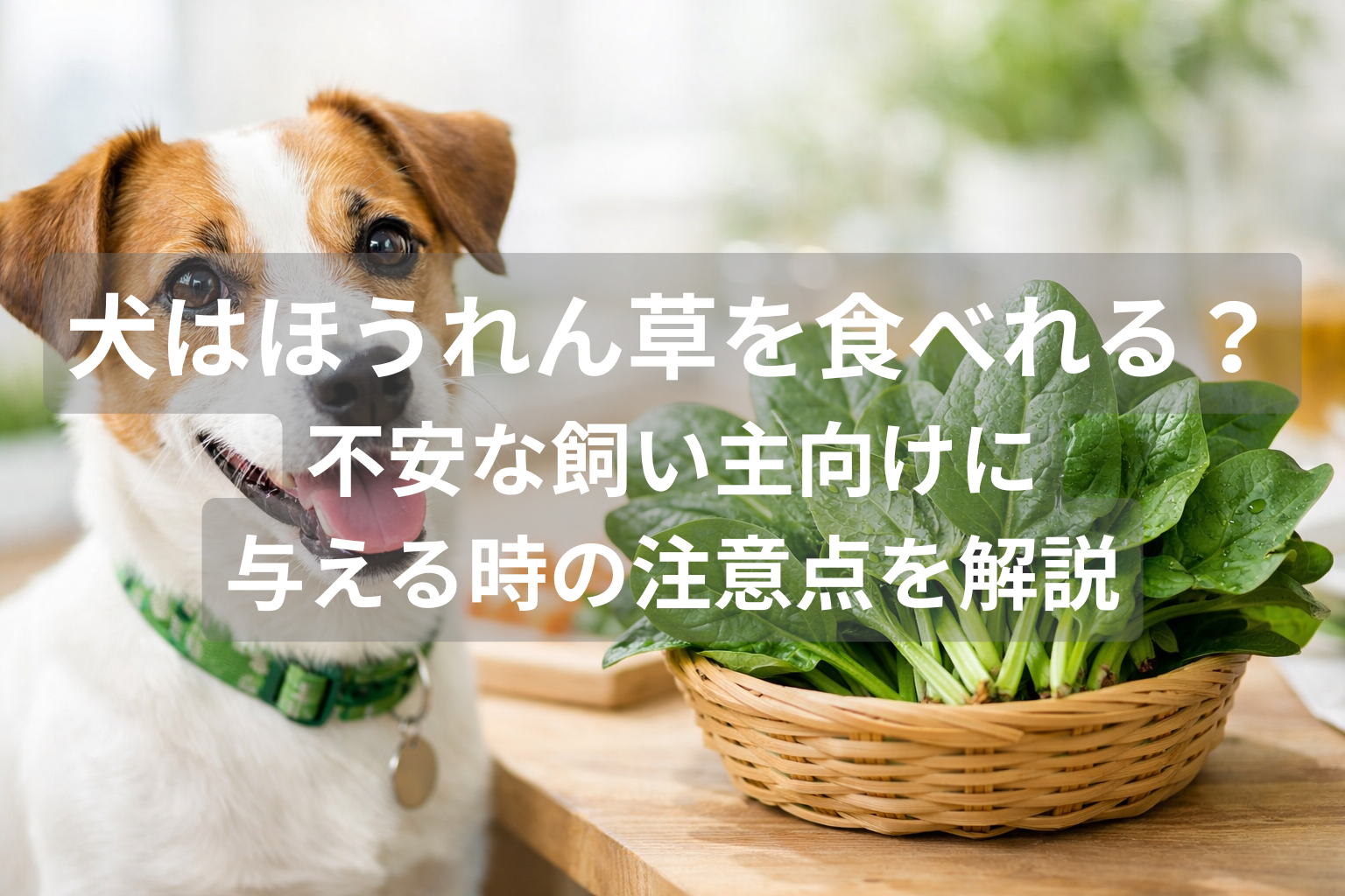 犬はほうれん草を食べれる？不安な飼い主向けに与える時の注意点を解説
