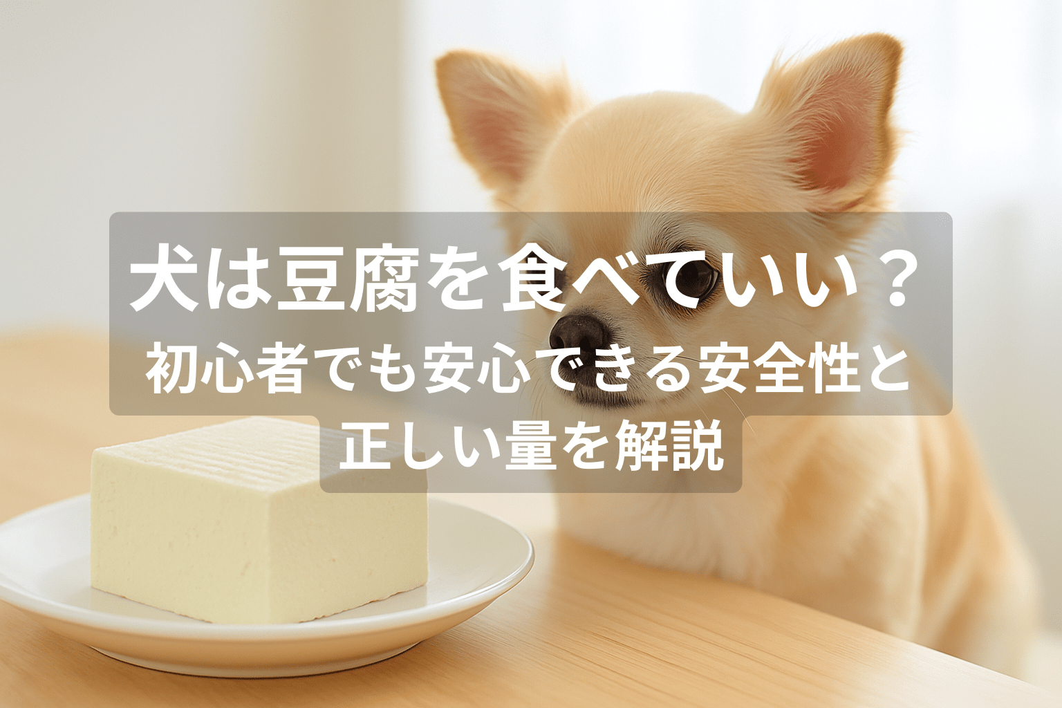 犬は豆腐を食べていい？初心者でも安心できる安全性と正しい量を解説
